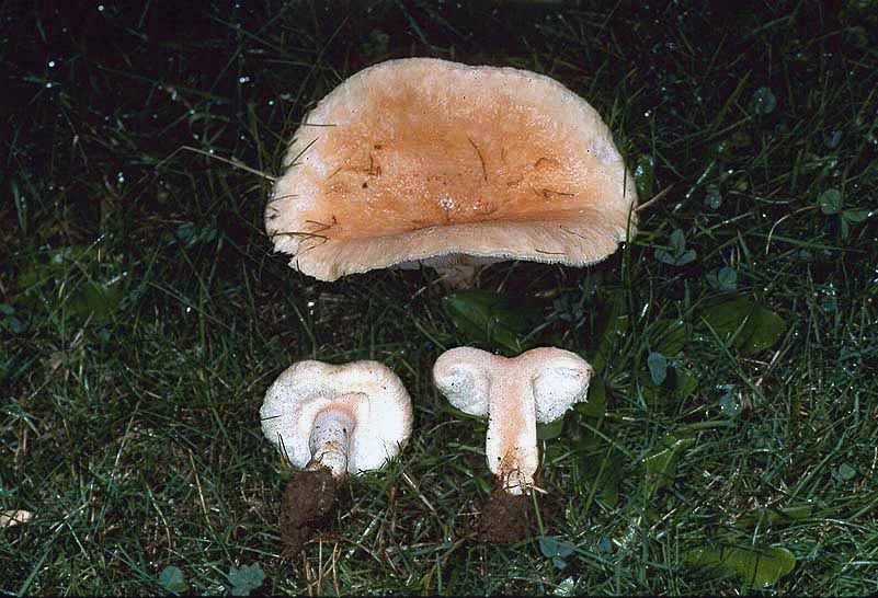 Lactarius torminosus var torminosus